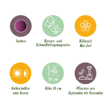 Allium Miami Blumenzwiebeln | 15 Stück Lila – Zwiebelgröße 10/11 – XXL Pack