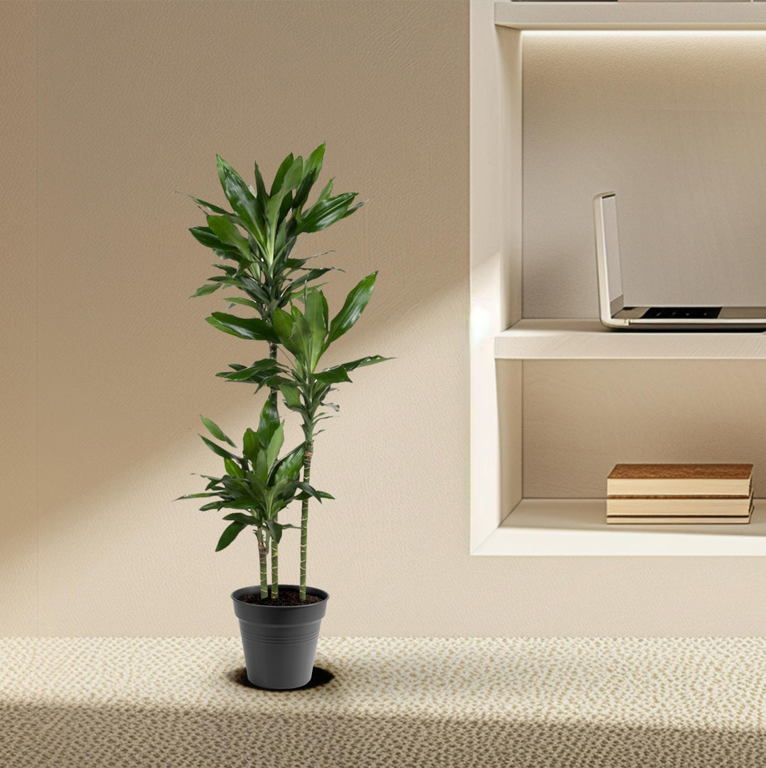 Dracaena Janet Lind – Elegante &amp; pflegeleichte Zimmerpflanze