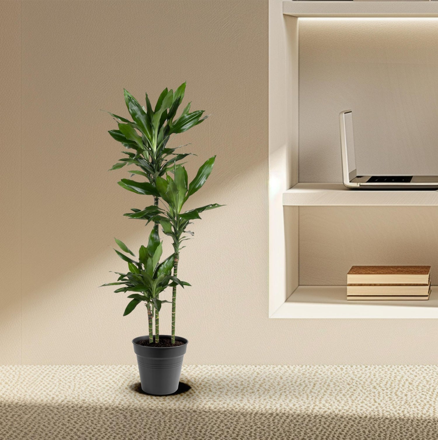 Dracaena Janet Lind – Elegante &amp; pflegeleichte Zimmerpflanze