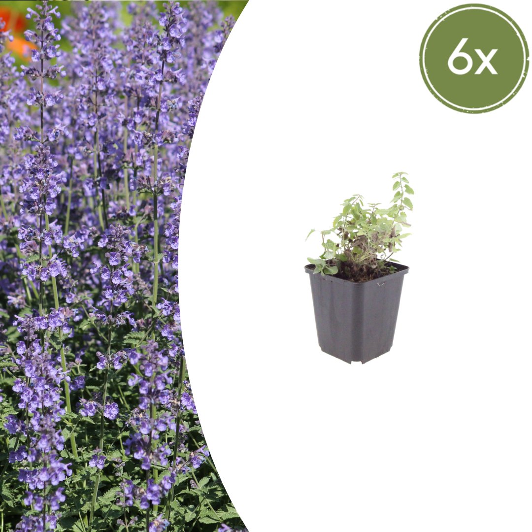 6x Nepeta &