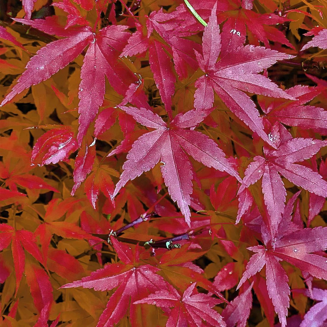 Japanischer Ahorn - Acer palmatum Pink Dwarf - Rosa - 2 Pflanzen - Laubabwerfend - Topf 19cm Höhe 70cm