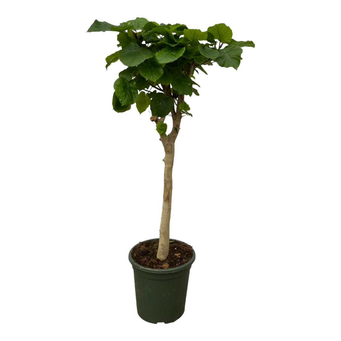 Ficus Umbellata auf Stamm – Elegante Zimmerpflanze mit Herzblättern