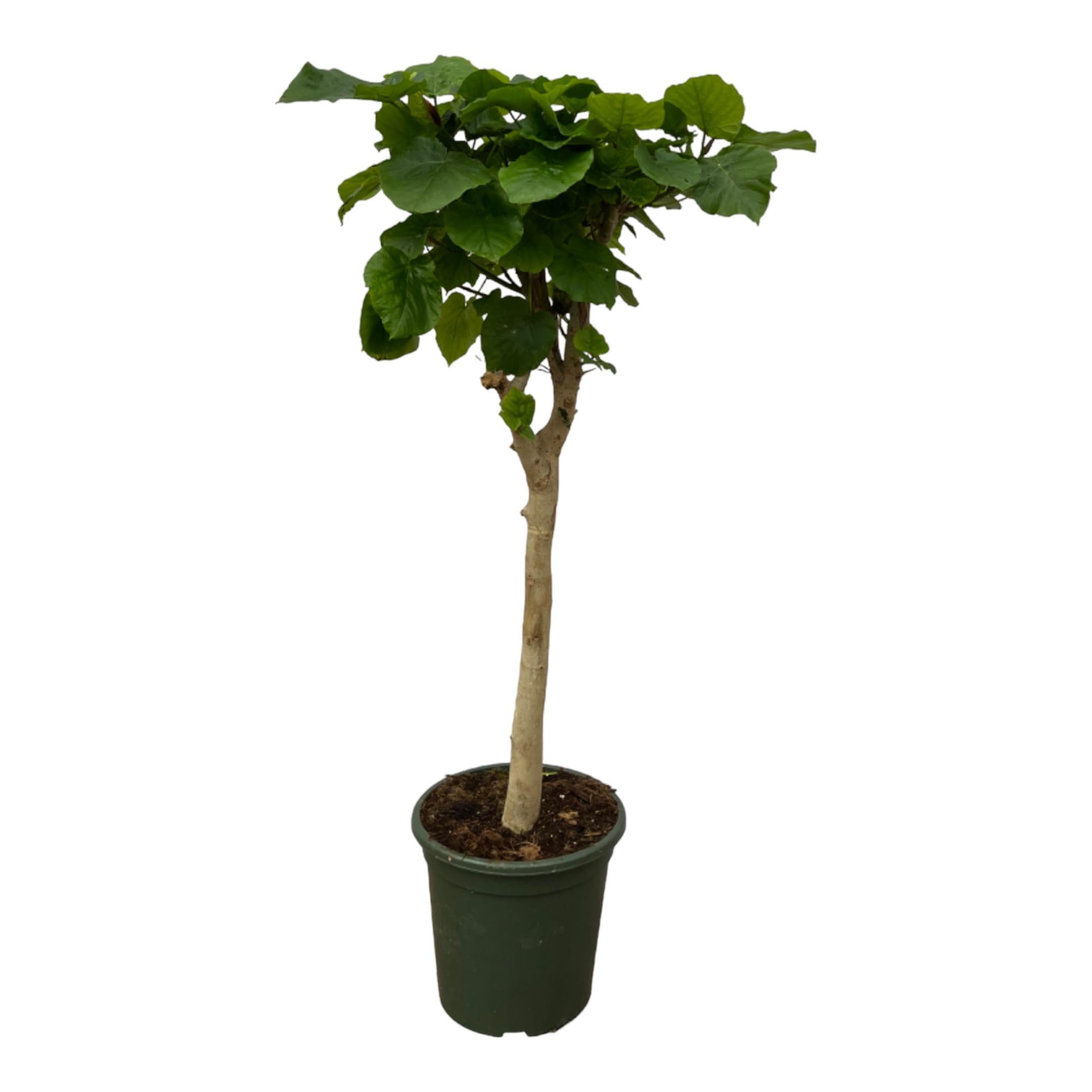 Ficus Umbellata auf Stamm – Elegante Zimmerpflanze mit Herzblättern