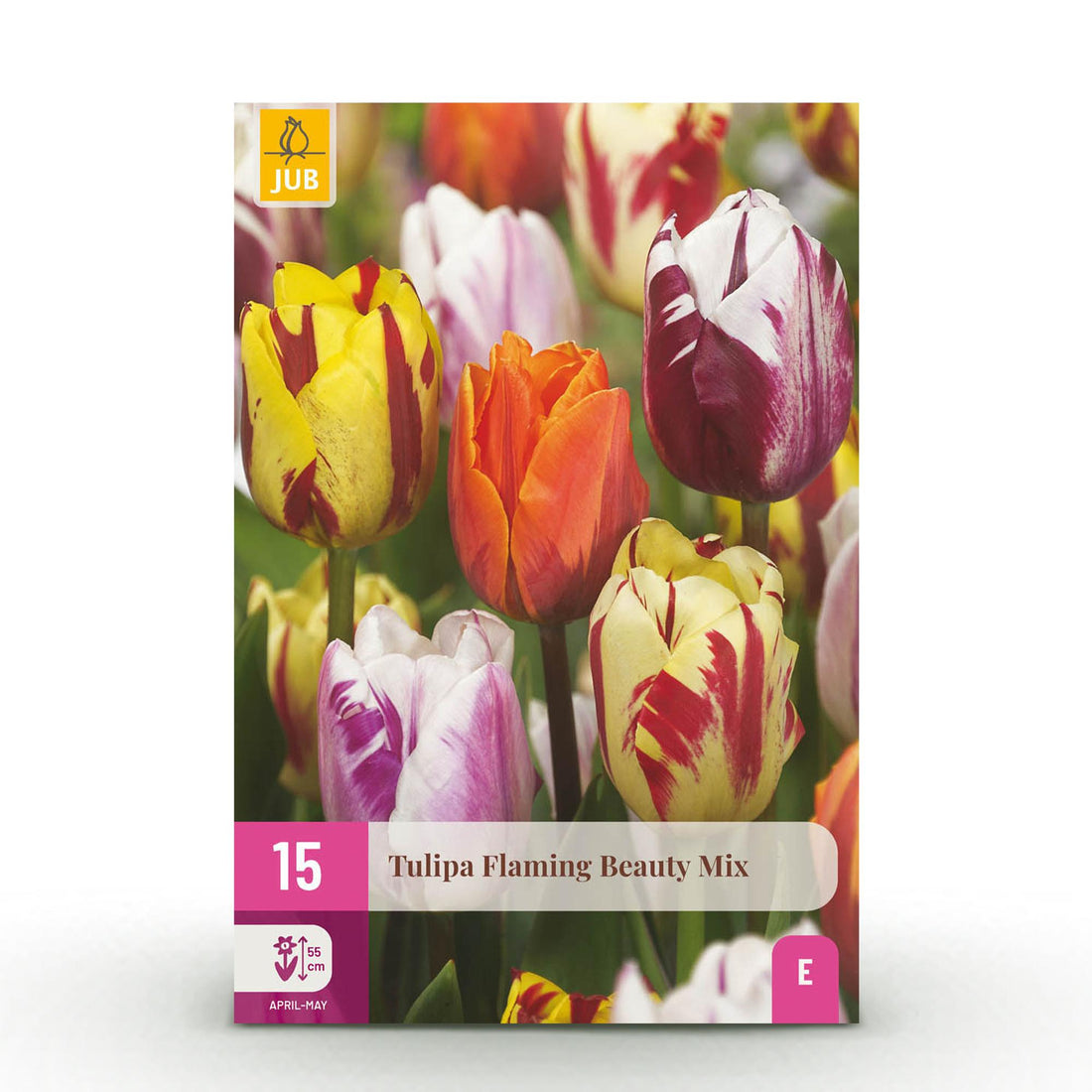 Blumenzwiebeln Tulp Flaming Beauty Mix | 15 Stück Bunte Farben – Zwiebelgröße 11/12 – XXL Pack