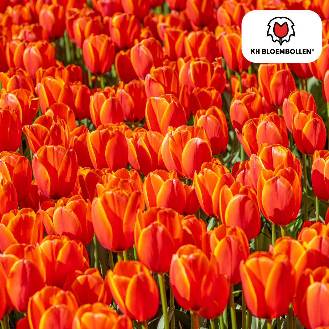 Tulpenzwiebeln Dafeng – 20er-Pack | Gefranste Tulpe Orange-Rot