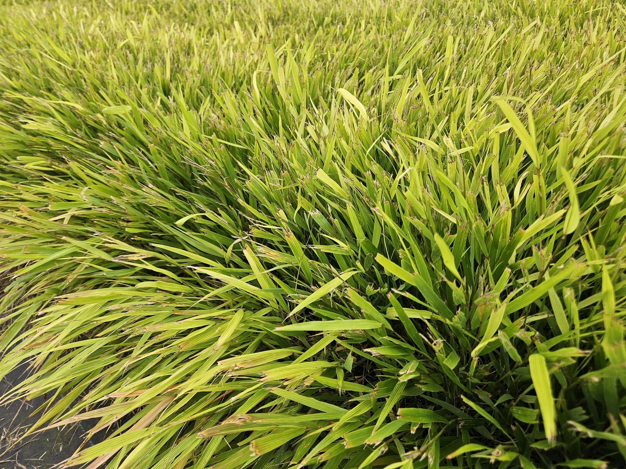 Japan-Zwergschilf | 24 Pflanzen – Ø9 cm Topf – Winterhart &amp; pflegeleicht