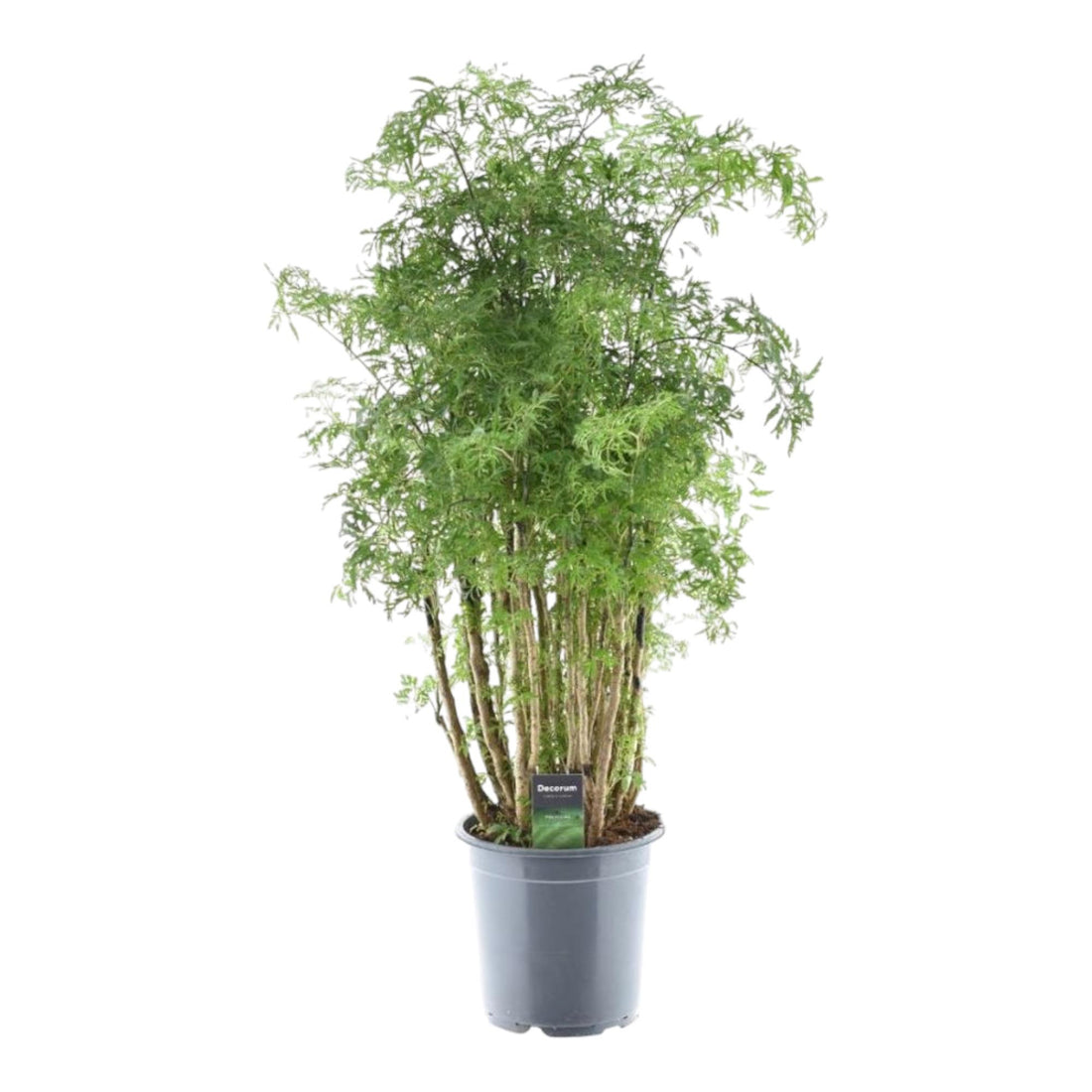 Polyscias Hawaiiana ‘Ming’ 90 cm | Exotische Aralie im Ø24 cm Topf – Immergrün &amp; Pflegeleicht