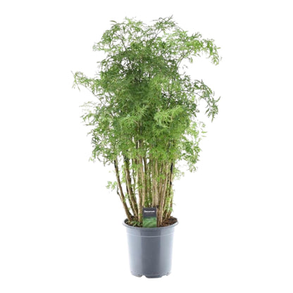Polyscias Hawaiiana ‘Ming’ 90 cm | Exotische Aralie im Ø24 cm Topf – Immergrün &amp; Pflegeleicht
