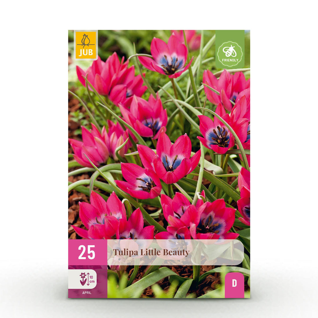 Blumenzwiebeln Tulpe Little Beauty | 25 Stück Dunkelrosa – Zwiebelgröße 6/7 – XXL Pack