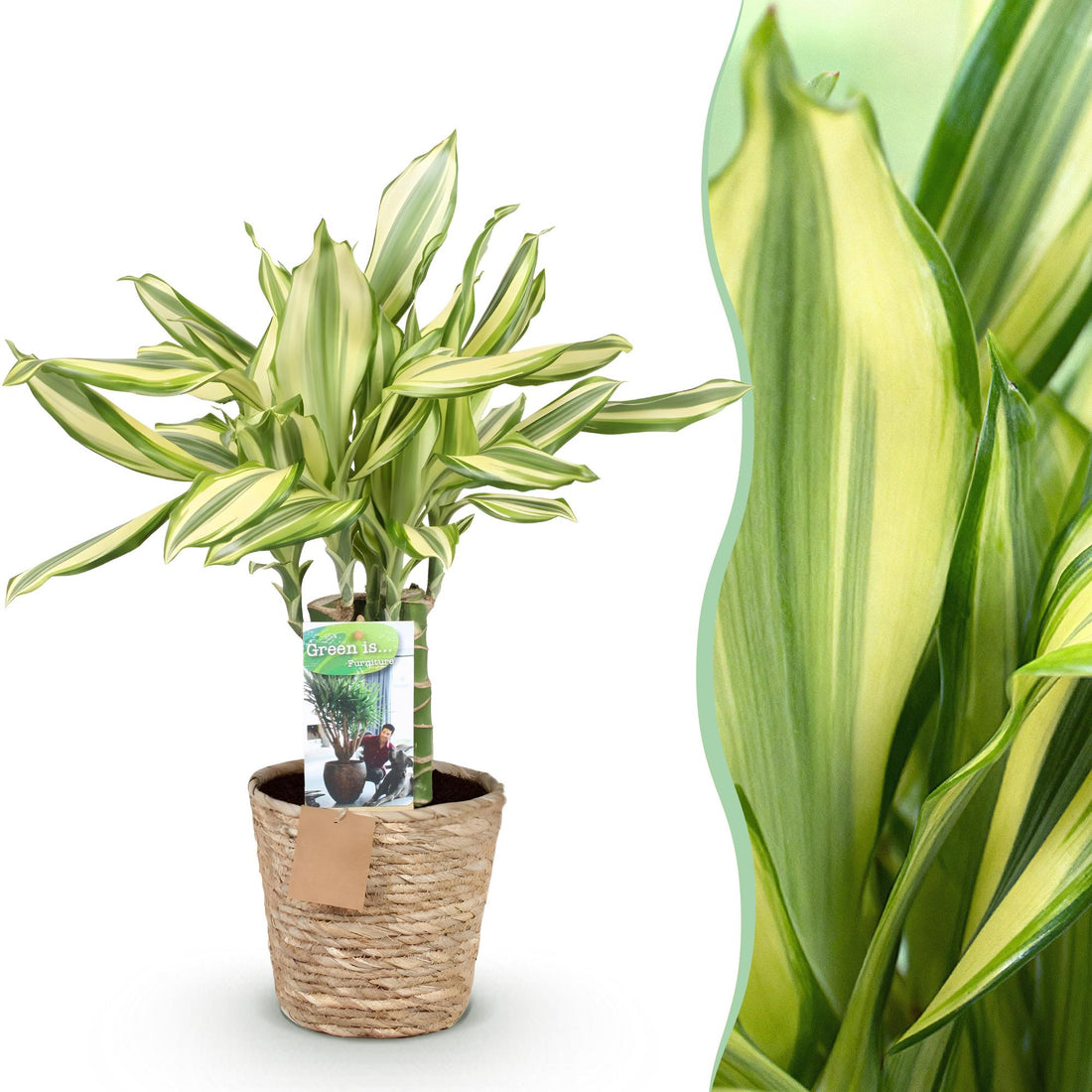 Dracaena fragrans Diamond Dream - Drachenbaum mit Korb - Höhe 50-55cm