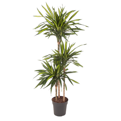 Dracaena Riki – Pflegeleicht &amp; luftreinigend