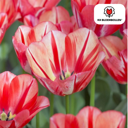 Tulpenzwiebeln Spring Break – 20er-Pack | Frisch &amp; farbenfroh