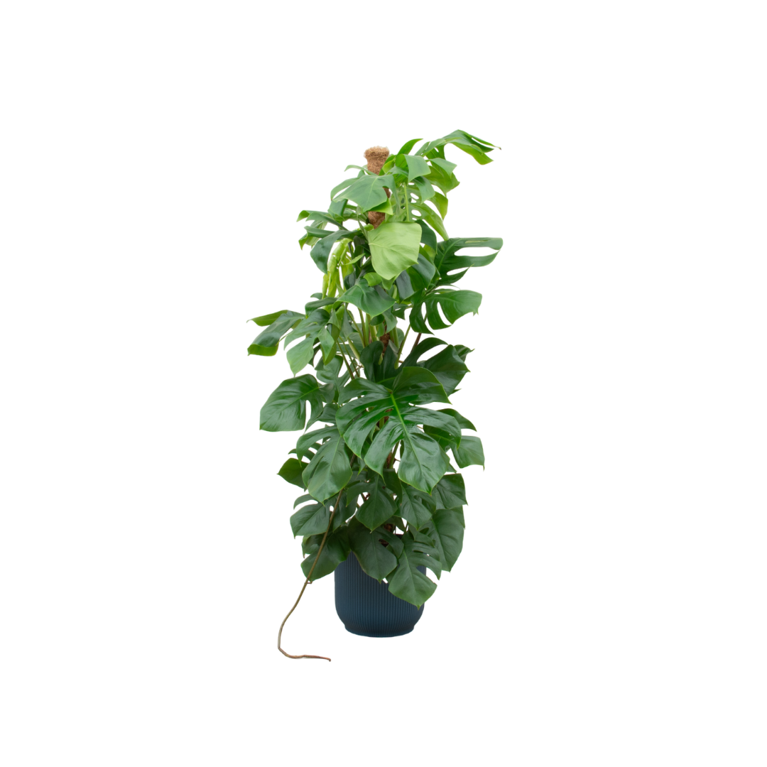 Monstera Pertusum XL mit Topf – Fensterblatt für Innenräume