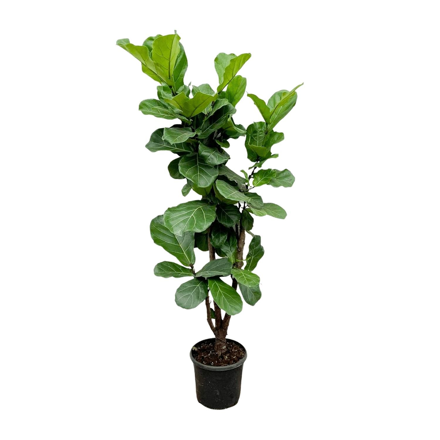 Ficus Lyrata auf Stamm 140 - 270cm kaufen – Elegante Geigenfeige für Innen