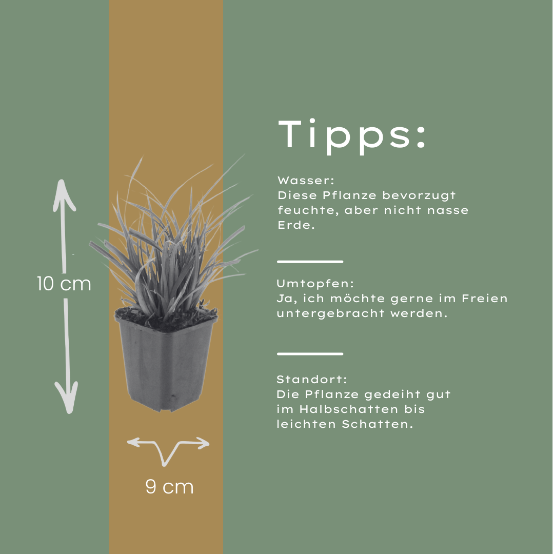 6x Carex morrowii - ↕10-25cm - Ø9cm
