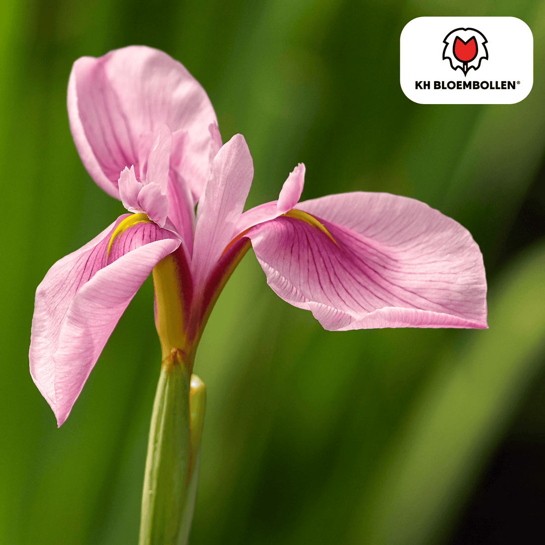Iris Pink Panther – 25 Stück | Rosa Bartiris für elegante Gärten
