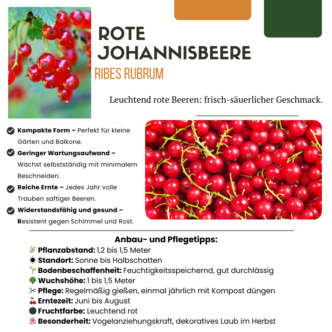 3 x Bio-Joahnnesbeerstrauch – Ø 13 cm – ↨ 20 cm