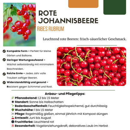 3 x Bio-Joahnnesbeerstrauch – Ø 13 cm – ↨ 20 cm