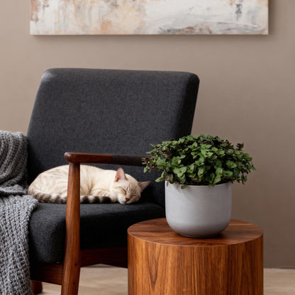 Calissia repens - Schildkrötenpflanze - Haustierfreundliche Pflanze - Grün - 1 Pflanze - Topf 12cm - Höhe 14cm