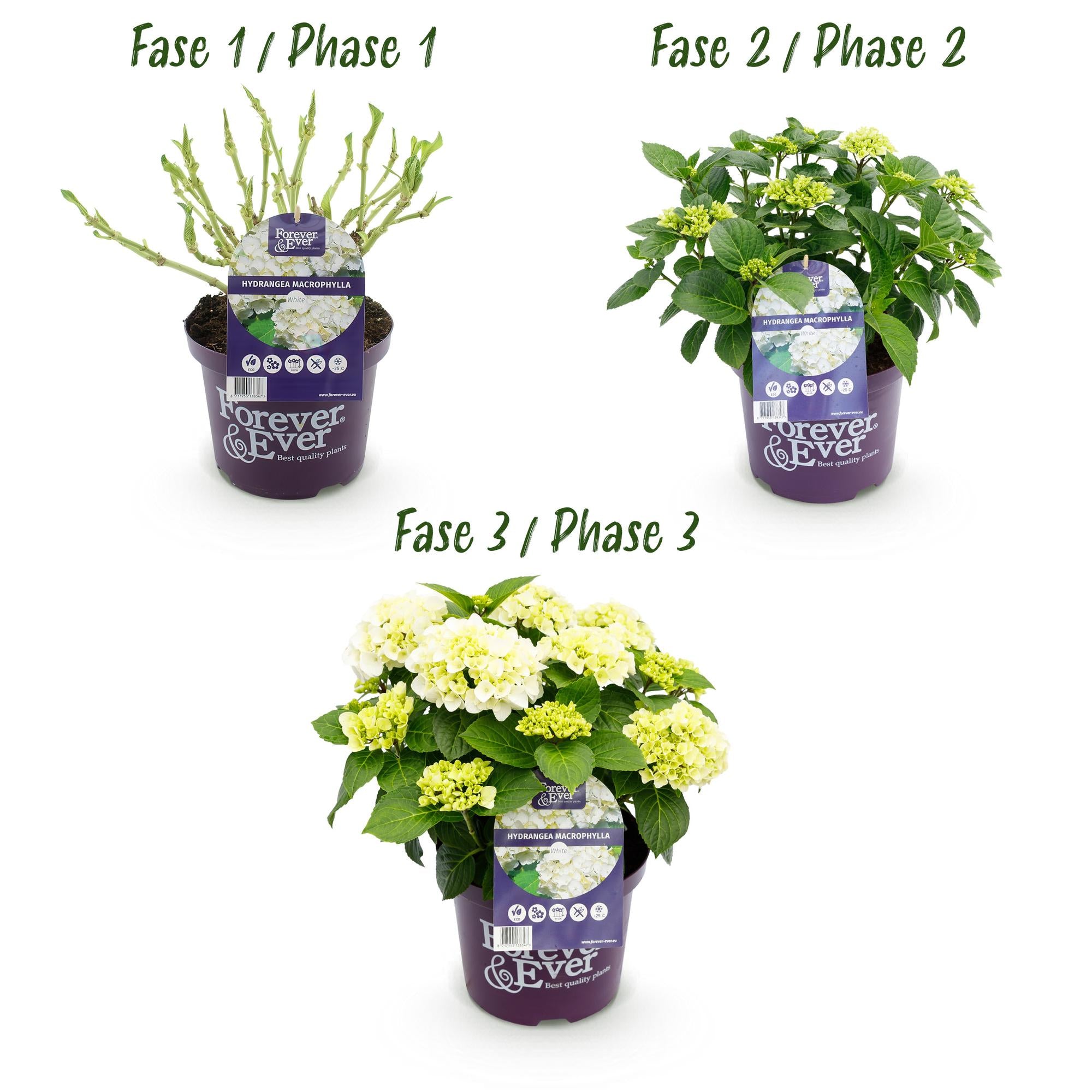 Balkon-Hortensie Forever &amp; Ever Weiß – 2 Pflanzen – 7–12 Blüten – Ø23 cm Topf – Höhe ca. 55 cm