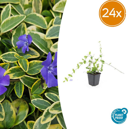 24x Vinca minor &