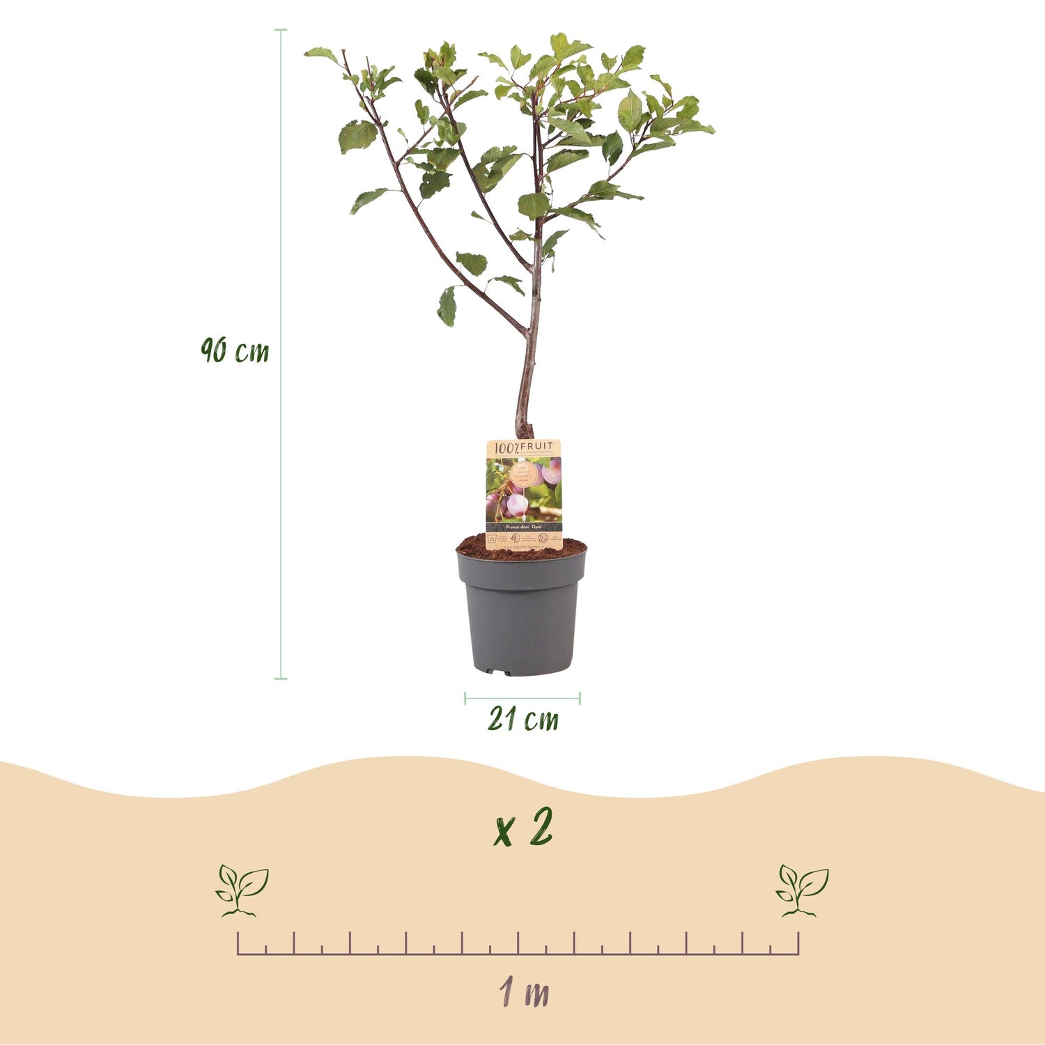 Pflaumenbaum - Prunus domestica Opal - Gelb Rote Frucht - Topf 21cm Höhe 90cm