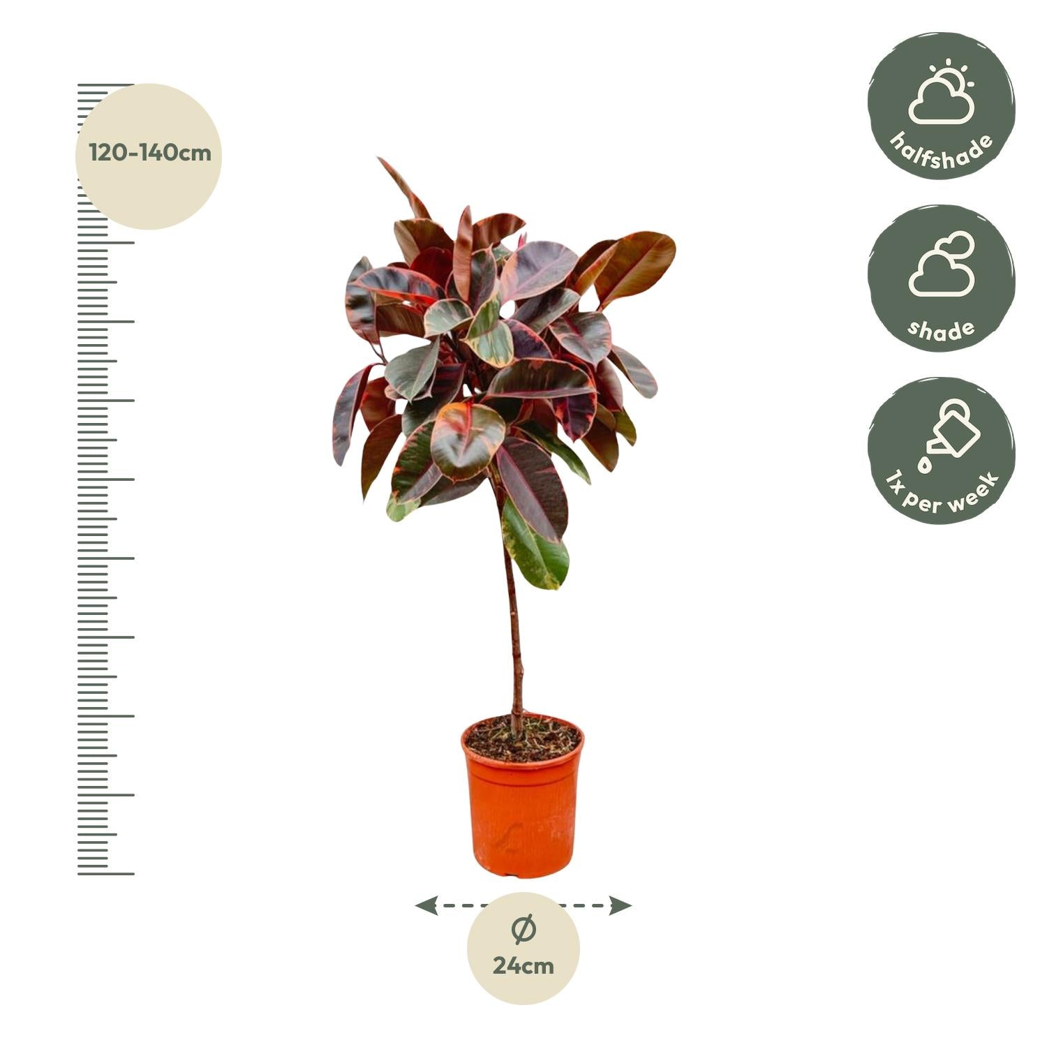 Ficus Elastica Robusta – Eleganter Gummibaum auf Stamm