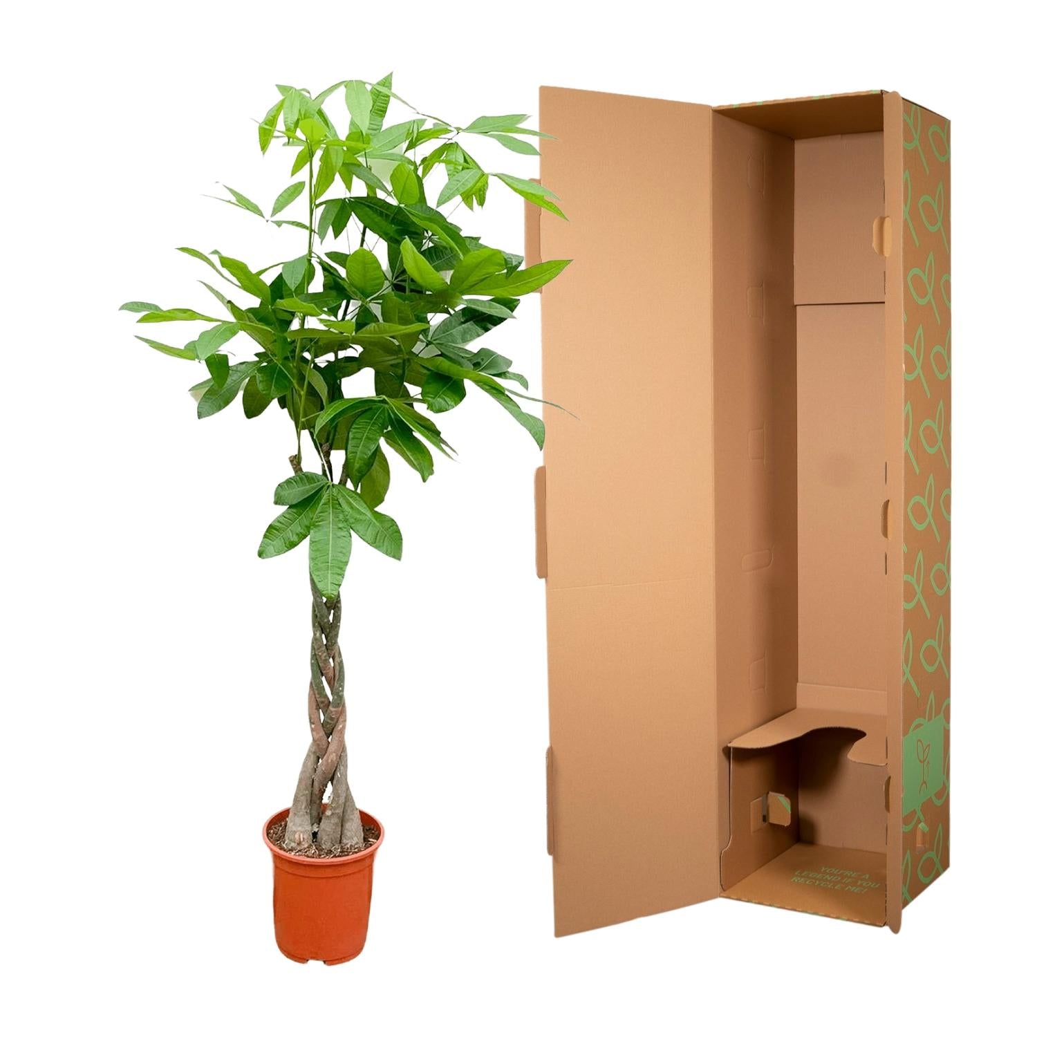 Pachira aquatica 140 cm | Glückskastanie im Ø27 cm