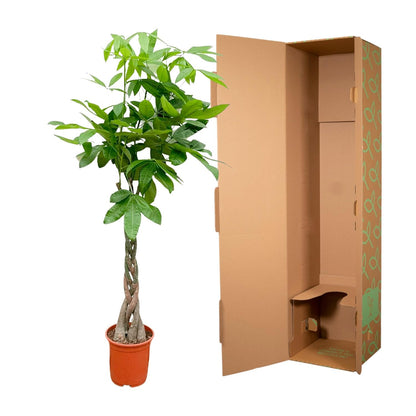 Pachira aquatica 140 cm | Glückskastanie im Ø27 cm