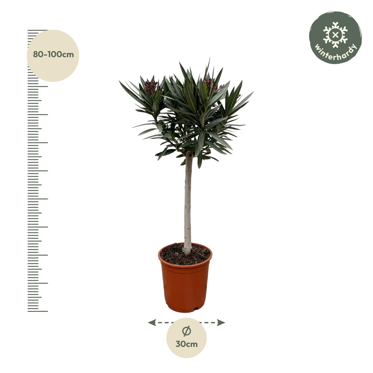 Oleander Hochstamm – Nerium Oleander – ca. 90 cm – Ø22 cm Topf – Immergrün &amp; Mediterran