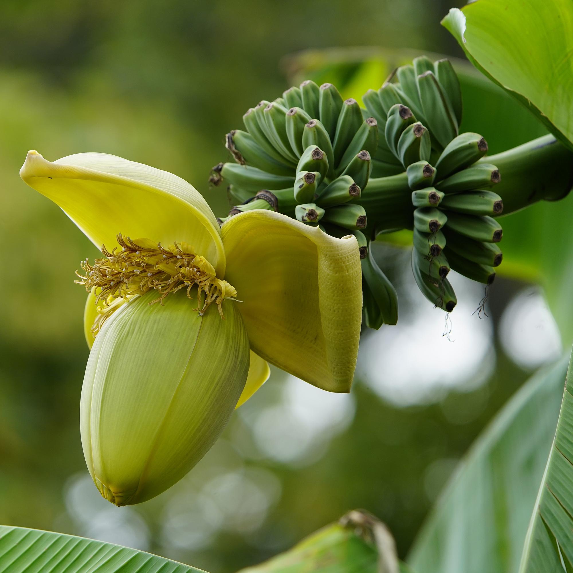Musa basjoo – Winterharte Bananenpflanze für Garten &amp; Balkon