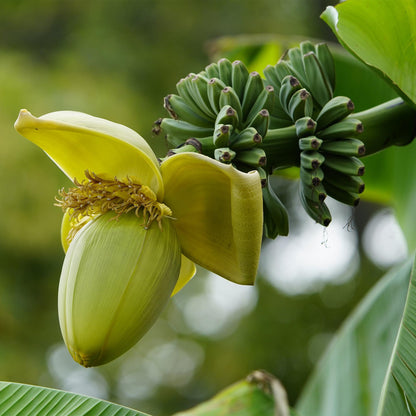 Musa basjoo – Winterharte Bananenpflanze für Garten &amp; Balkon
