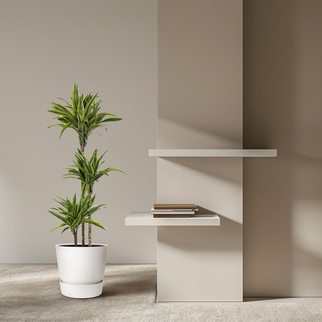 Dracaena Lemon Lime 130 - 150 cm – Pflegeleicht &amp; luftreinigend