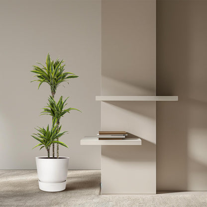 Dracaena Lemon Lime 130 - 150 cm – Pflegeleicht &amp; luftreinigend