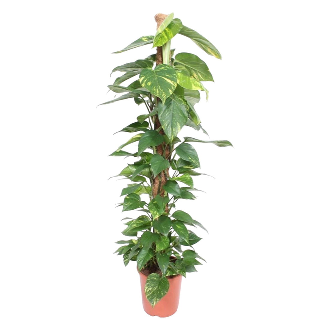 Epipremnum aureum „Mosstok“ | Efeutute am Moosstab – Pflegeleicht &amp; Luftreinigend