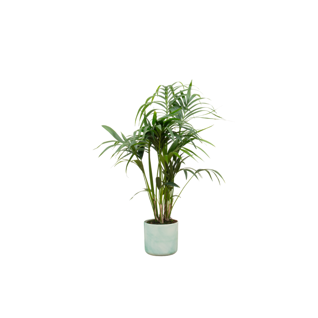 Kentia Palme 130 cm – Elegante Zimmerpalme im Topf