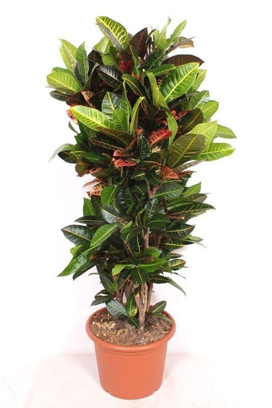 Codiaeum Petra - 180cm