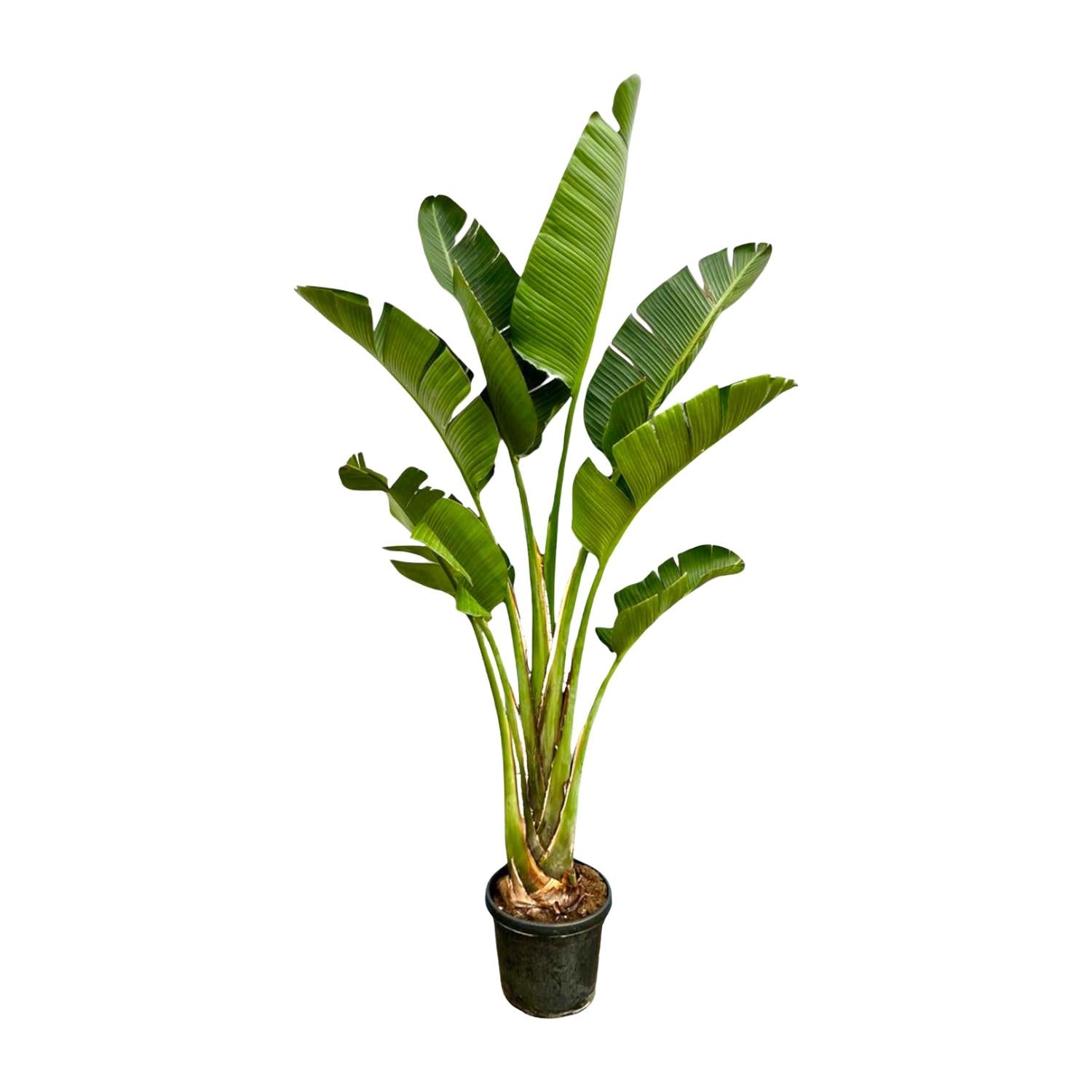 Strelitzia Augusta XL-XXXL – Exotischer Weißer Paradiesvogel
