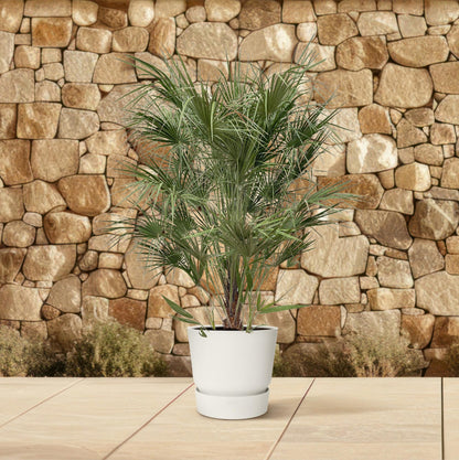 Chamaerops Humilis – Zwergpalmen für drinnen &amp; draußen