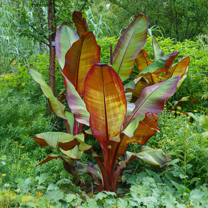 Obstpflanze - Bananenpflanze - Ensete ventricosum Maurelli - Winterhart - 4 Pflanzen - Topf 17cm Höhe 40cm