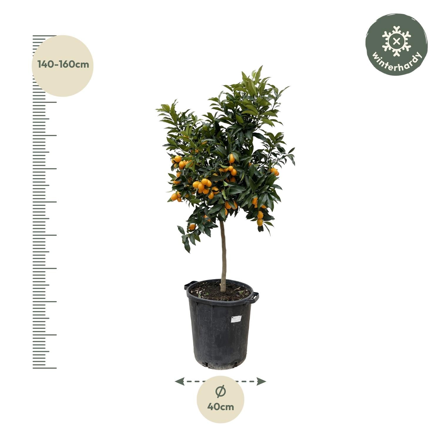 Citrus Kumquat – ca. 150 cm – Ø40 cm Topf – Exotische Zitruspflanze mit essbaren Früchten