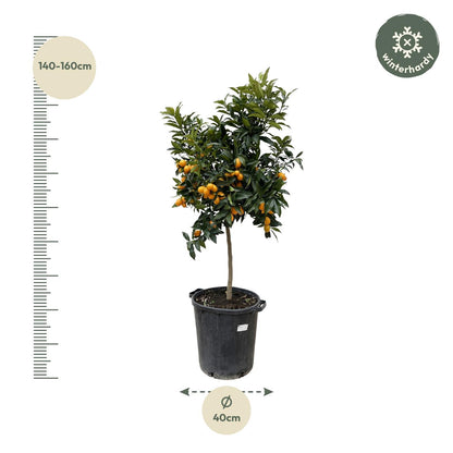 Citrus Kumquat – ca. 150 cm – Ø40 cm Topf – Exotische Zitruspflanze mit essbaren Früchten
