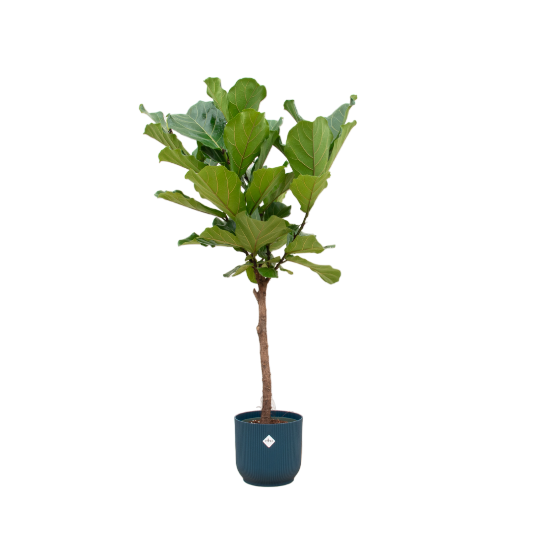 Ficus Lyrata mit Topf – Elegante Geigenfeige für Innen