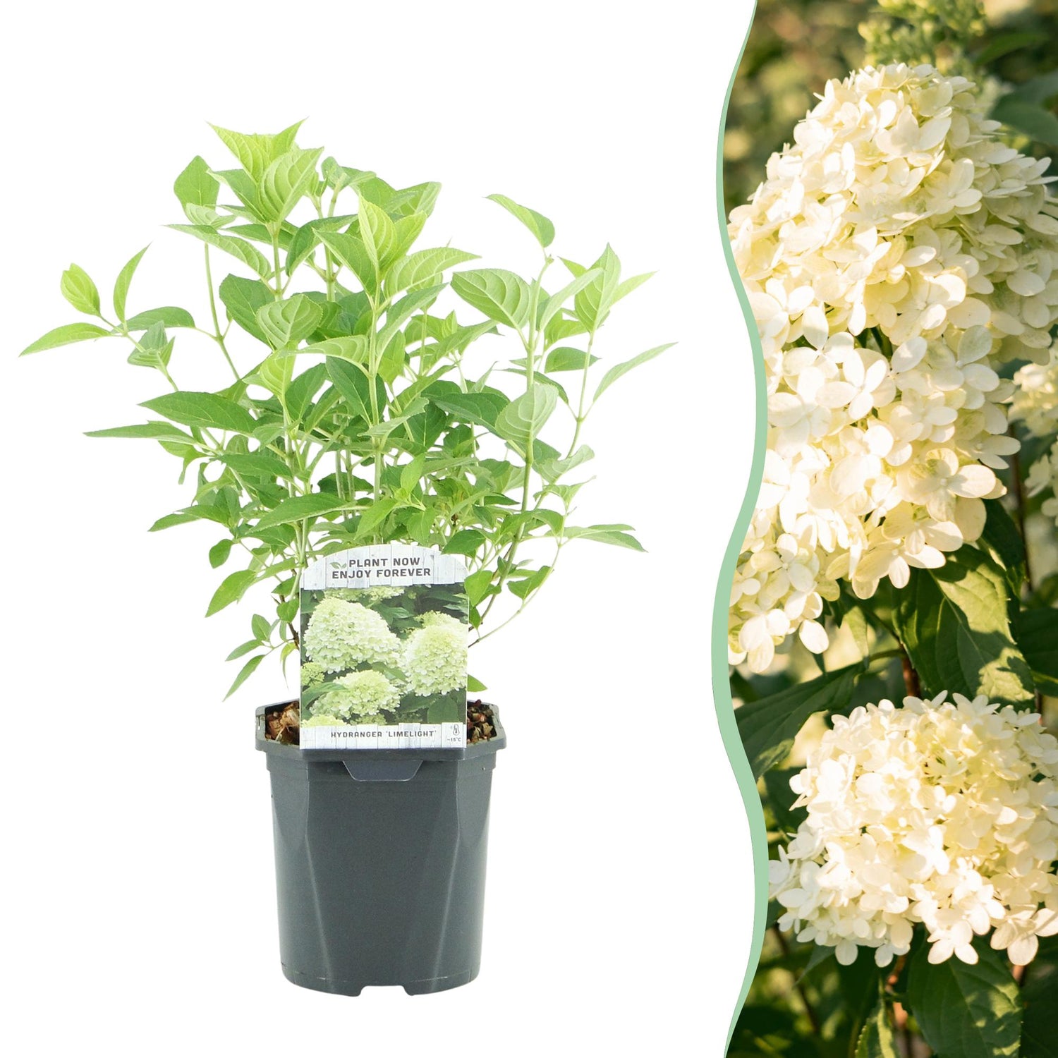 Rispenhortensie - Hydrangea panniculata Limelight - Blüten Creme Weiß - 1 Pflanze - Laubabwerfend - Große Blüten - Topf 17cm Höhe 50cm