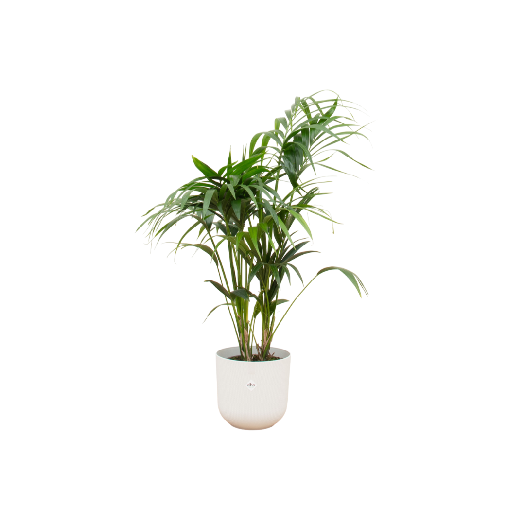 Kentia Palme 130 cm – Elegante Zimmerpalme im Topf