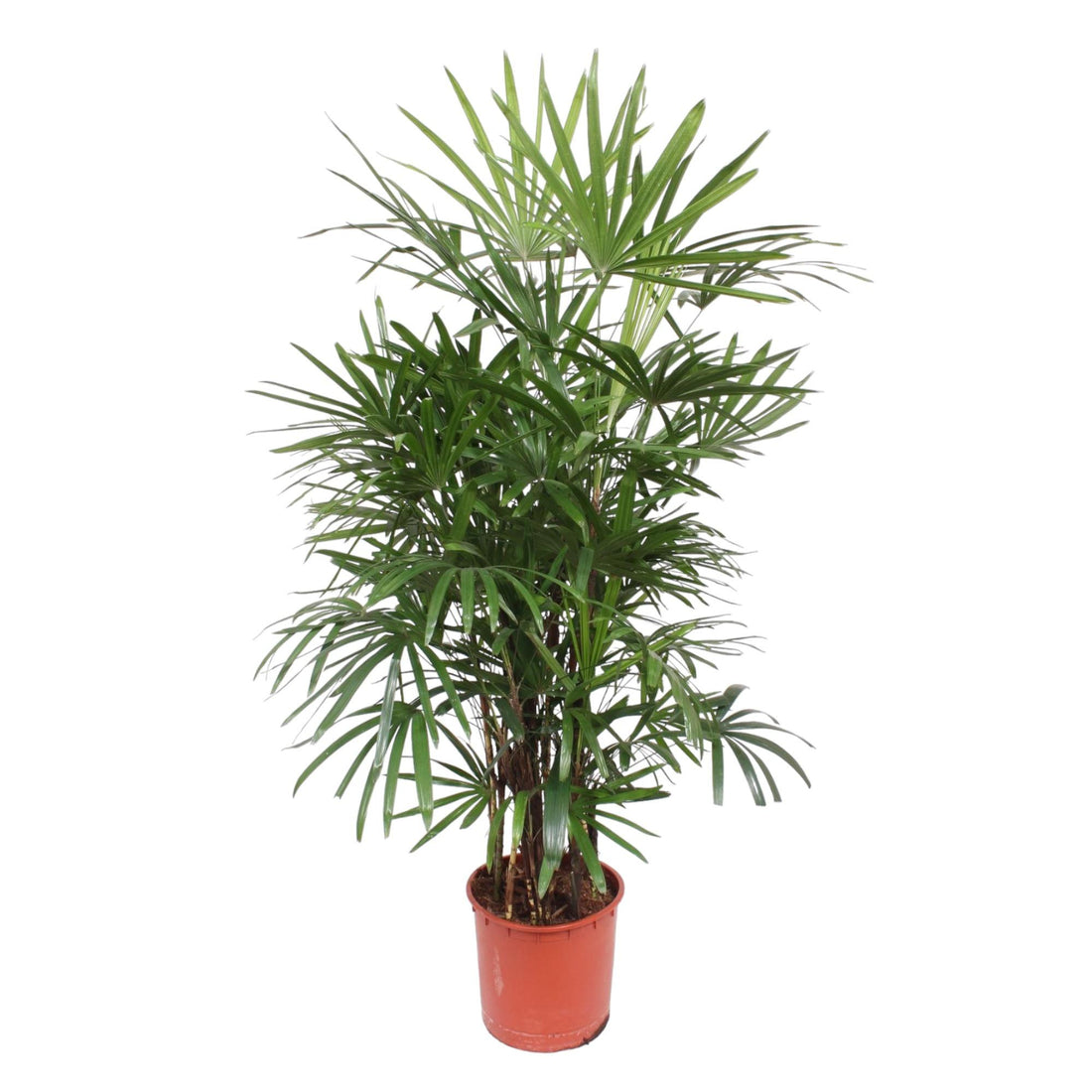 Rhapis excelsa Damenpalme 190 cm | Premium-Zimmerpalme im Ø34 cm Topf – Robust & Luftreinigend