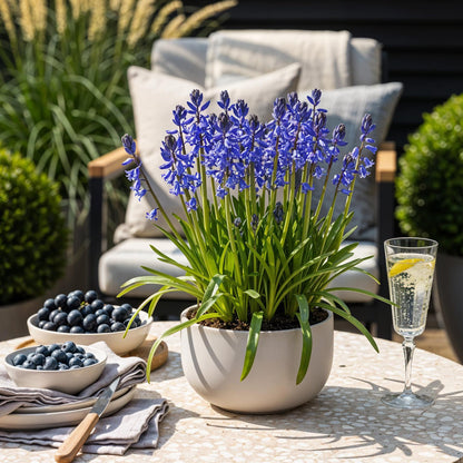 Blumenzwiebeln Hyacinthoides non-scripta | 20 Stück Blau – Zwiebelgröße 7/8 – XXL Pack