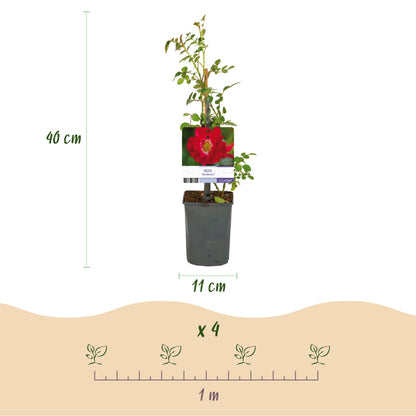 Kletterrose - Rosa Red Queen - Blüte Rot - Geringer Pflegeaufwand - 2 Pflanzen - Topf 11cm Höhe 40cm