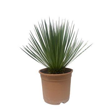 Yucca rostrata – Robuste Palmlilie für Garten &amp; Zuhause