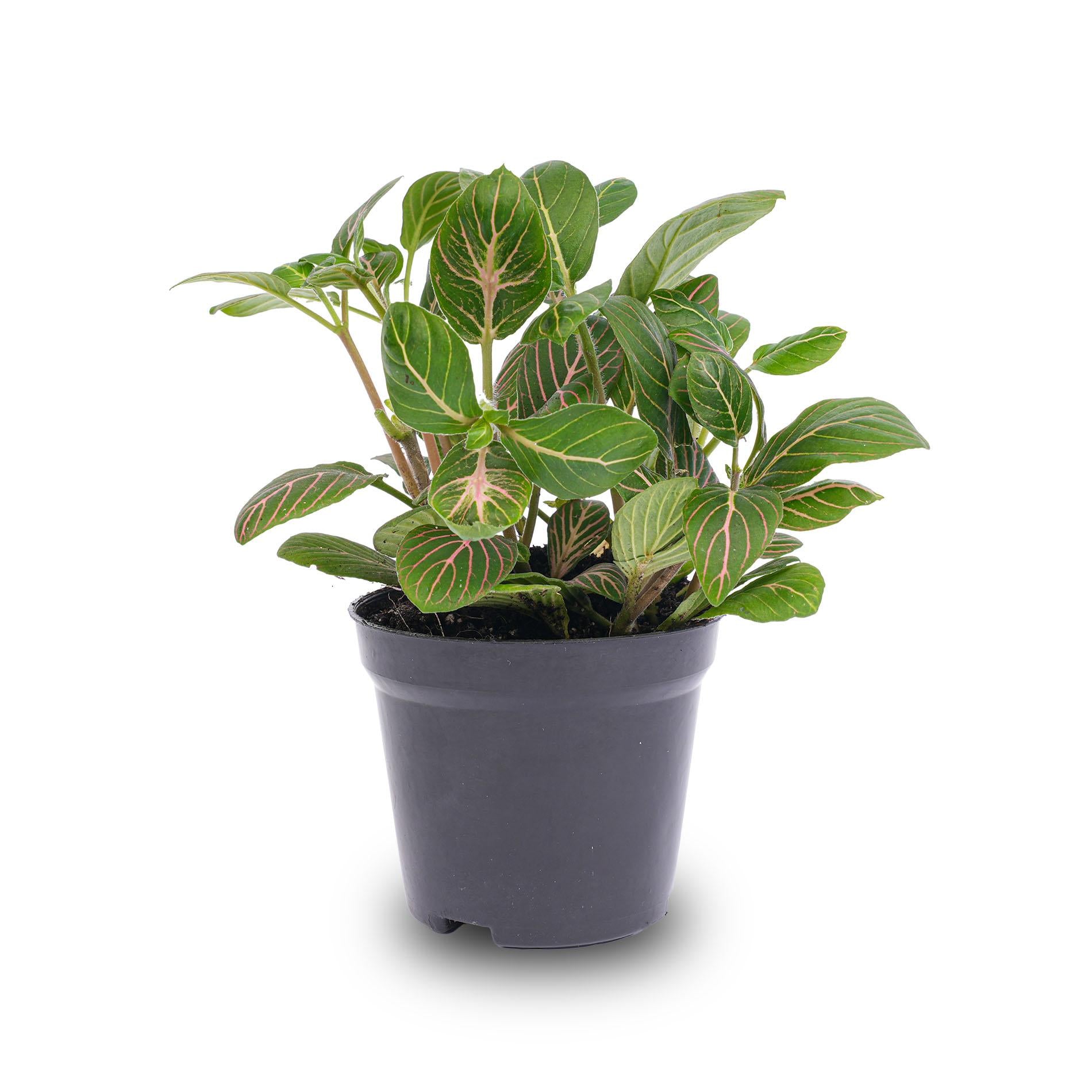 Fittonia Joly Josan Rot-grüne Mosaikpflanze Topf 8cm